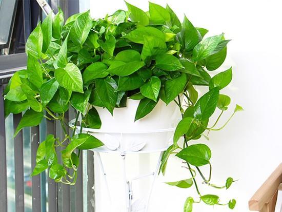 冻的绿萝怎么返青,绿萝返青喷雾