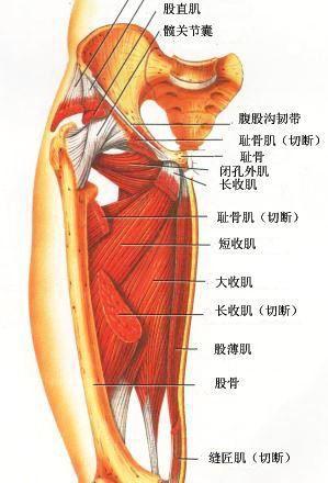 怎样增加腿的肉肉,腿肉多怎么办