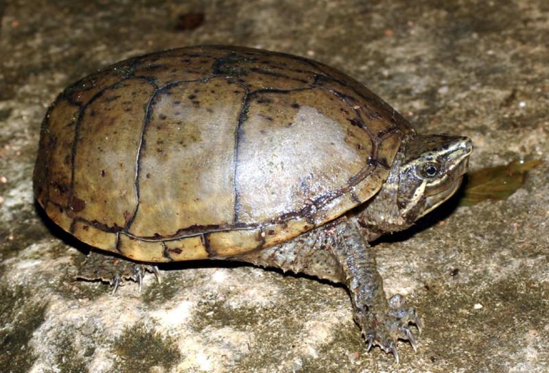 新手养龟自制龟缸,推荐新手龟