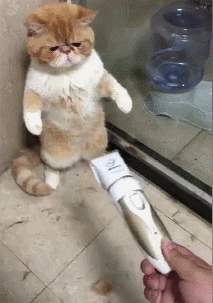 猫得了猫癣怎么办,猫得猫癣可以每天吃一颗蛋黄吗