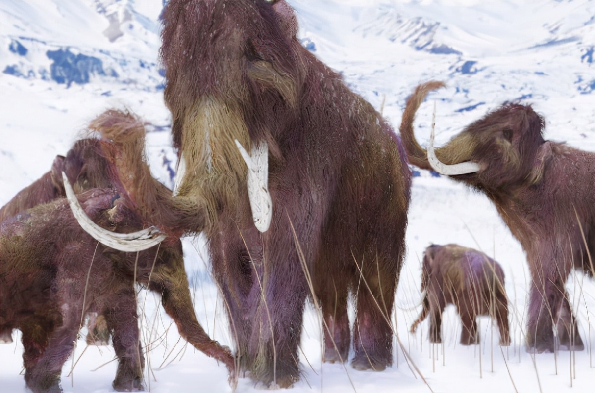 人类可能通过科技复活猛犸象吗,猛犸象意外复活将科学家们消灭