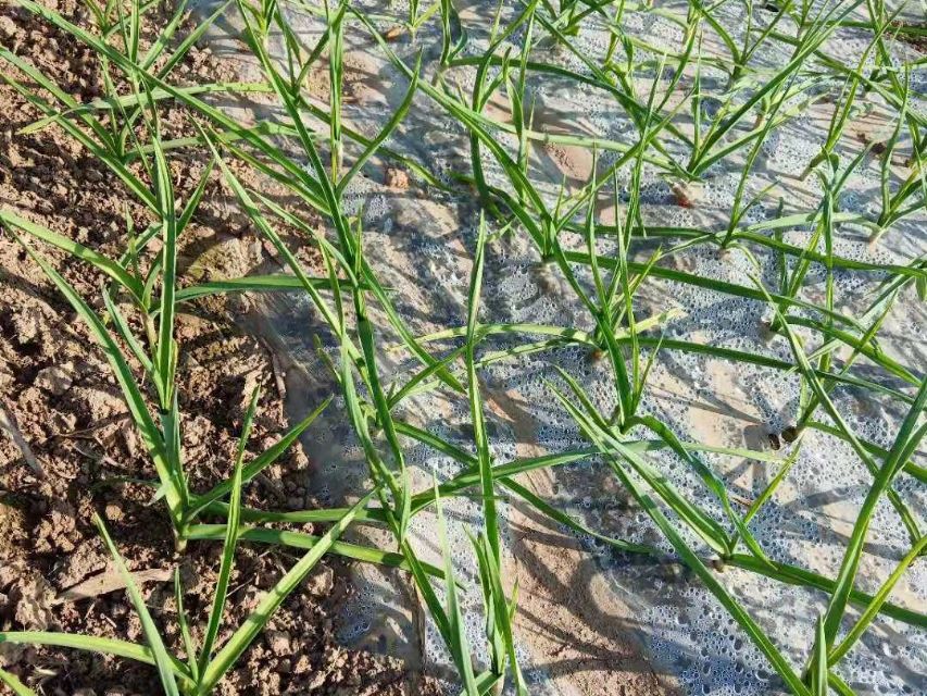 大蒜黑头蛆特效药,大蒜黑头蛆用什么药治