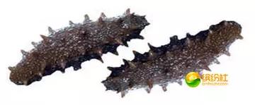 舟山海鲜攻略2天3晚吃什么,舟山海鲜代加工攻略