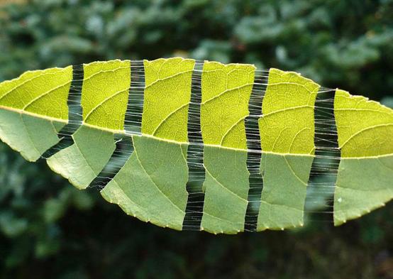 仔猪总是发病,仔猪为什么会患链球菌病