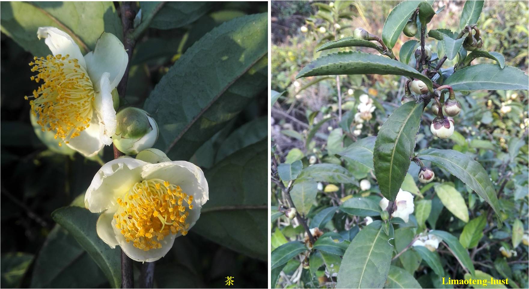 话说油茶树,山茶花油茶和茶梅的区别图片