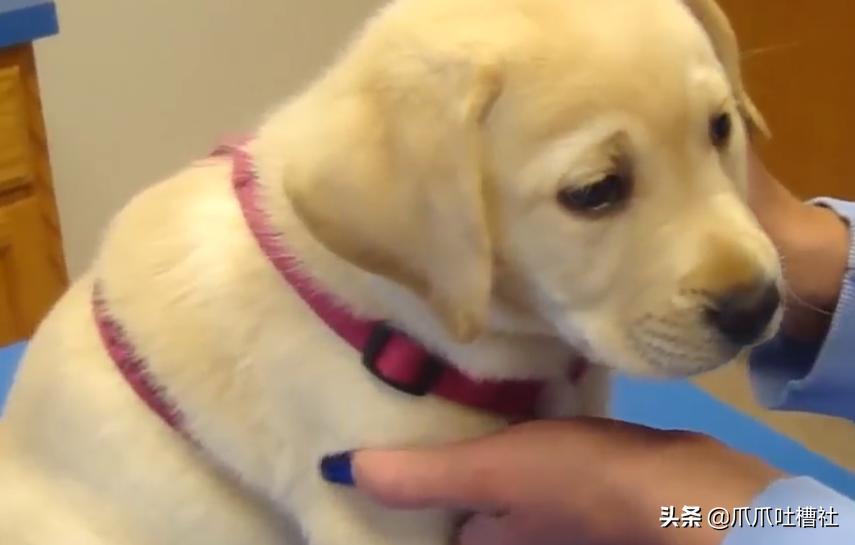 可怜的狗狗打针是怎么样的呢,狗狗打针反应迟钝智商受威胁