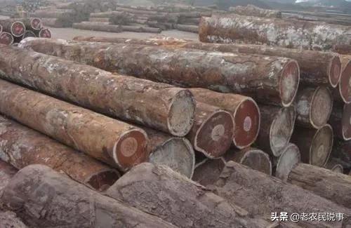 农村种金丝楠真的能挣钱吗,农村金丝楠