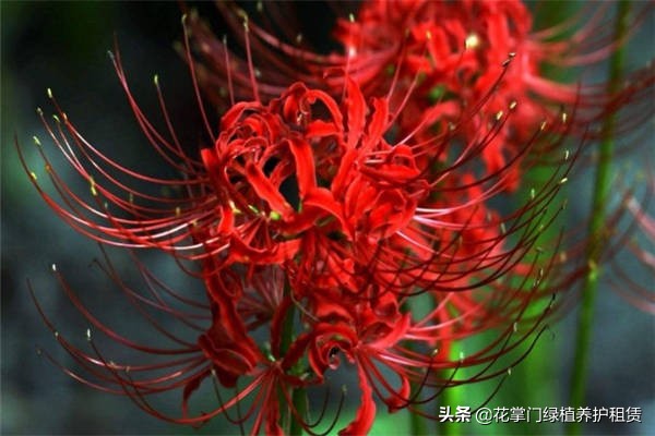 彼岸花的传说故事是怎样的 (彼岸花的真正故事林清玄)