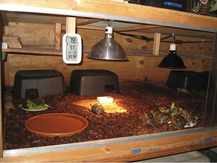 养陆龟注意事项,个人养陆龟的注意事项