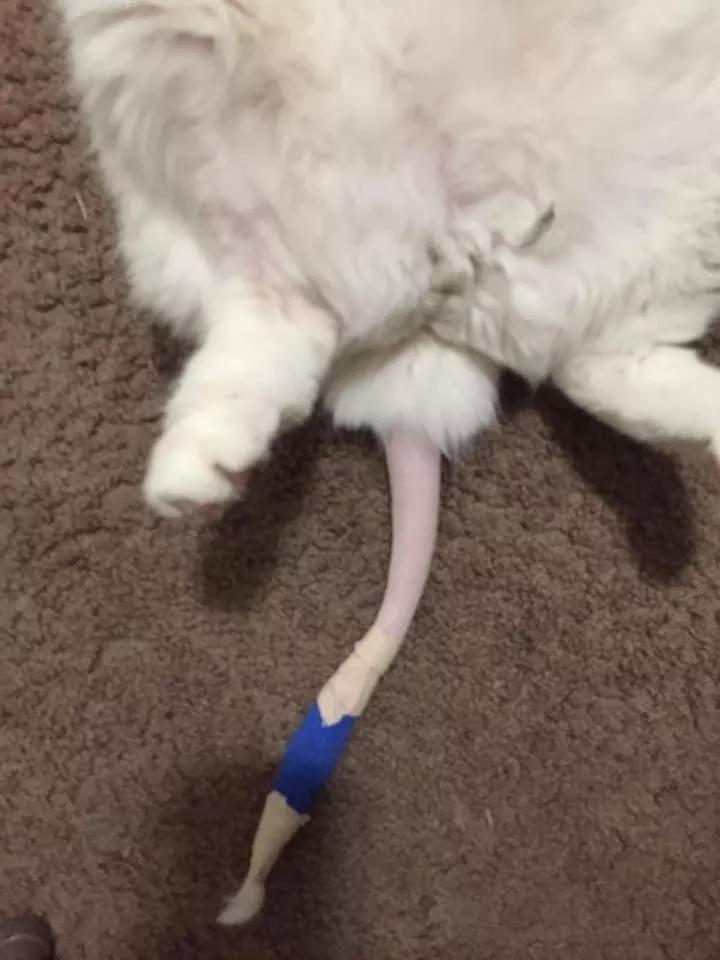 在路上捡回来的流浪猫给它洗澡,救助的流浪猫生病自己无能为力