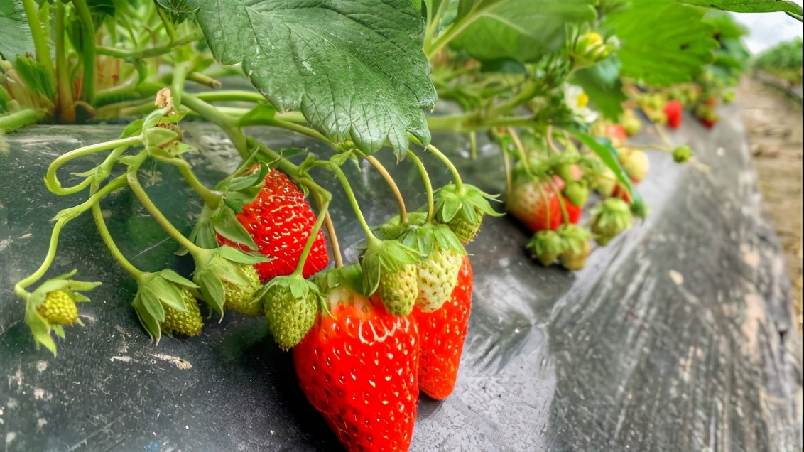 哪个草莓园的草莓便宜又好吃又大,上海新鲜草莓推荐