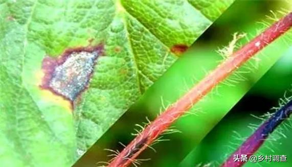 种植草莓的各种病害,草莓最全的病虫害防治方案