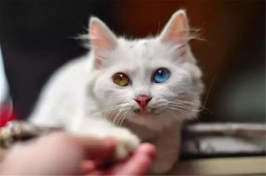 铲屎官教德牧技能,铲屎官怎样训练猫咪抓老鼠