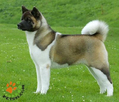 名犬排行榜前十名图片,名犬排行榜