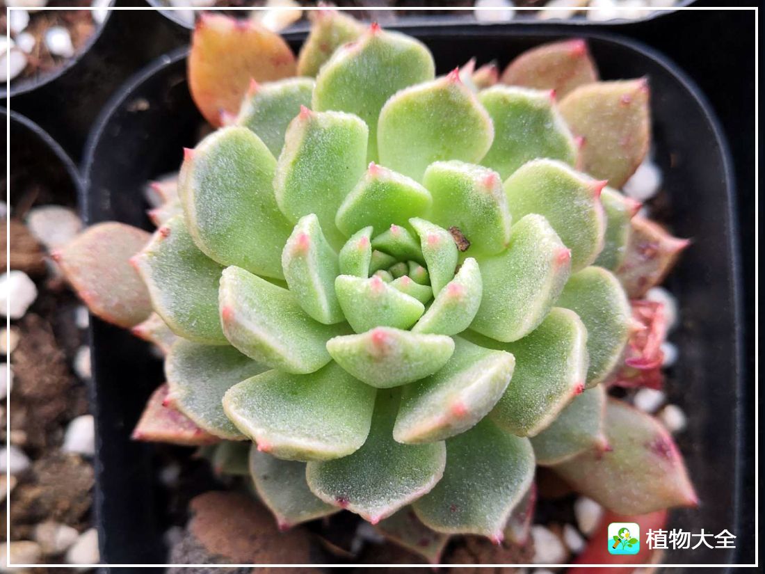 艾格尼亚多肉植物,多肉植物奥利维亚