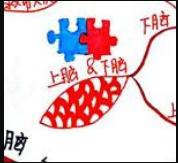 思维导图多大适合孩子学,有必要让孩子学思维导图吗