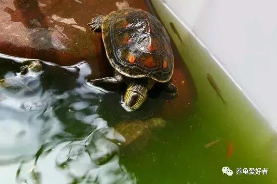 家养中华花龟怎么养,中华花龟新手饲养多少厘米的