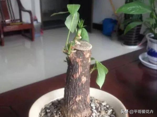 被冻伤花如何挽救,冬天冻不死的10种花