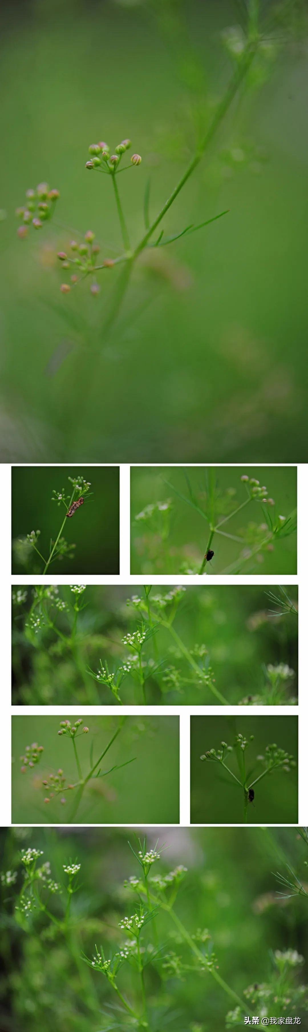 这种乱七八糟滴栽花方式,到底是不是园丁出了问题?