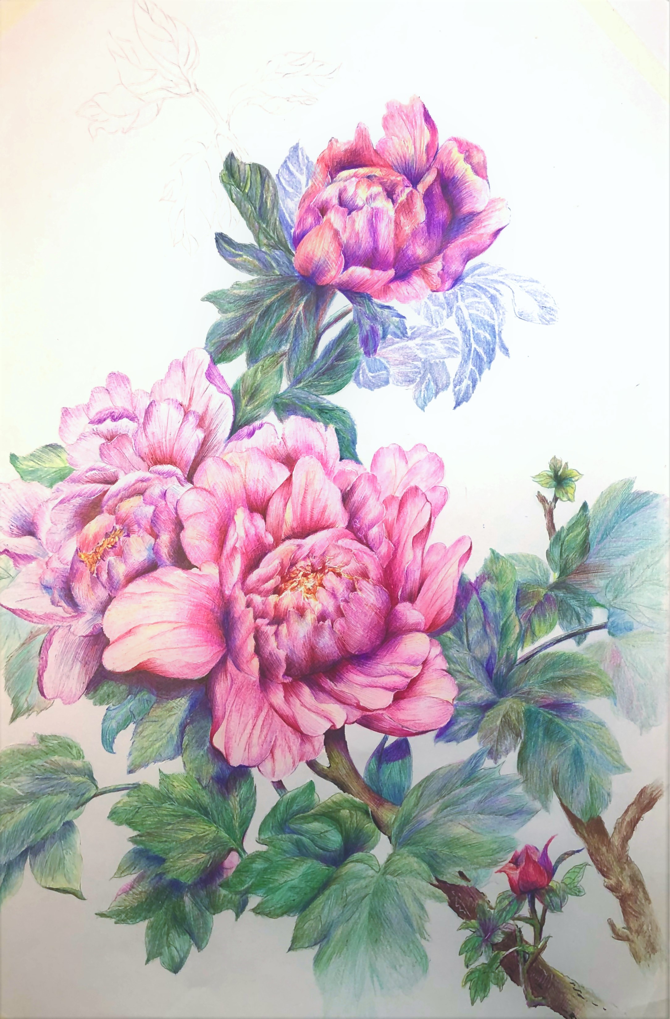 圆珠笔画牡丹教学,圆珠笔画牡丹的画法