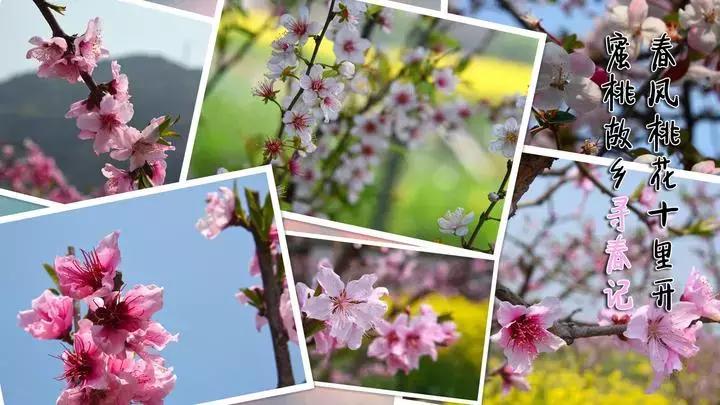染井吉野樱花江浙沪,染井吉野樱花期10天