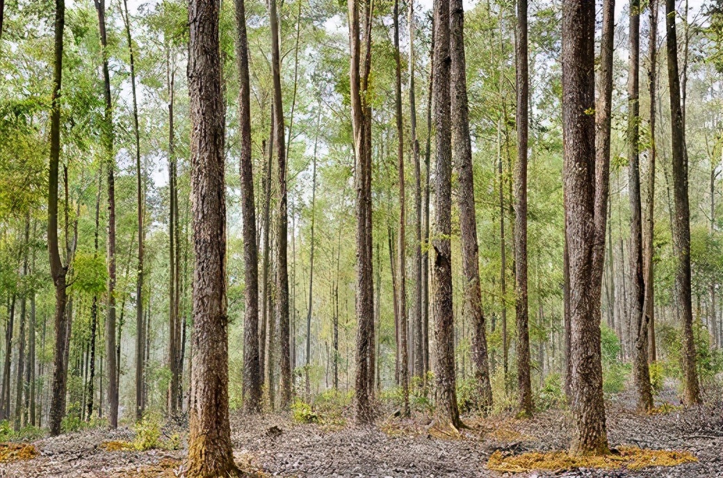 宜良县ppp国家储备林,国家储备林建设融资模式
