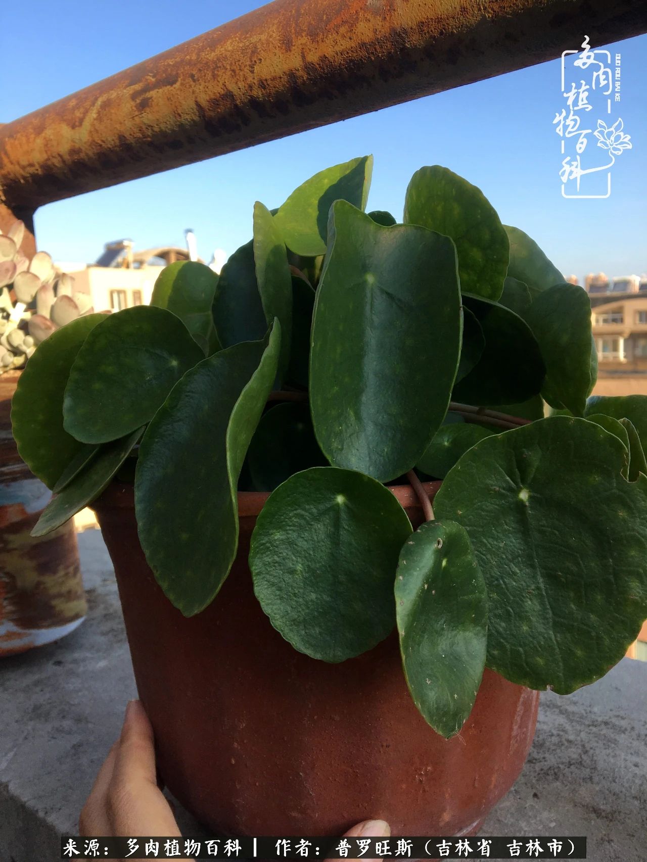 日日勤服侍，日日勤拂拭！服侍花儿，就是拂拭心灵