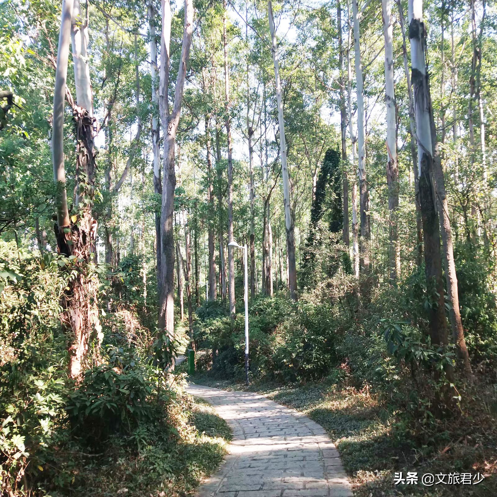 水濂山森林公园景点,东莞水濂山森林公园景点介绍