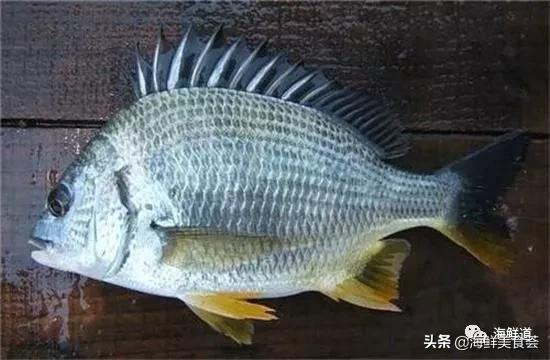 十种最美味海鲜,100种常见海鲜大全图