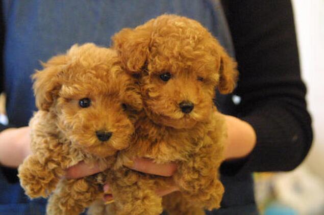 纯种的泰迪犬多少钱一只,泰迪犬多少钱一只纯种