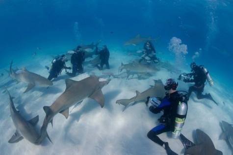 帕劳是位于太平洋上的一个小国,太平洋的国家帕劳