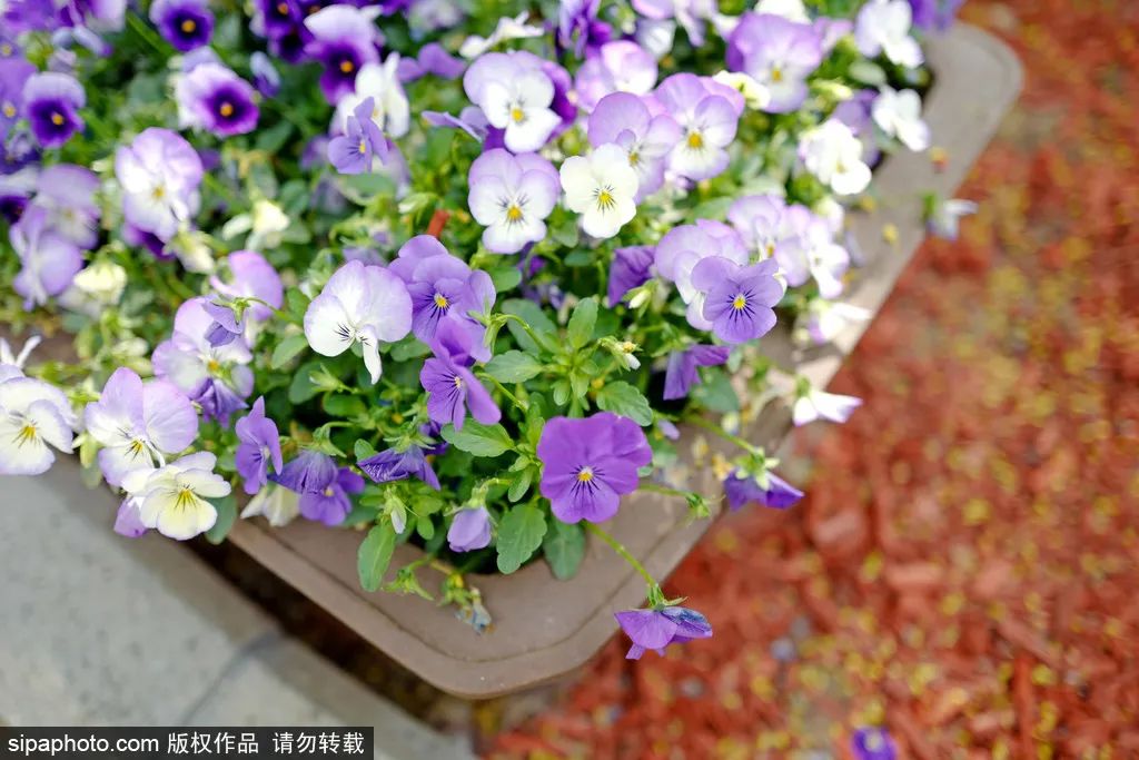 别错过京城这些公园已有别样风景,北京看花海最好的地方