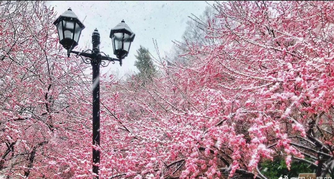 武大樱花与梅花,武大樱花精品欣赏