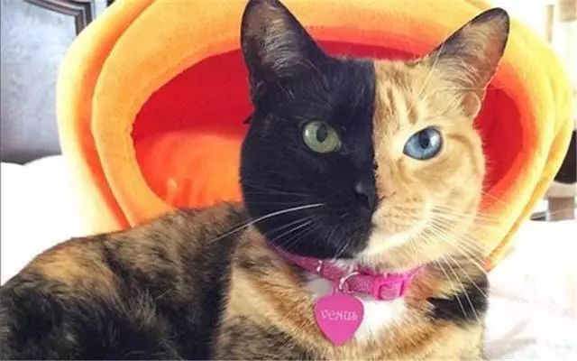 虽然她是在鄙视，不过我突然有了个大胆的想法