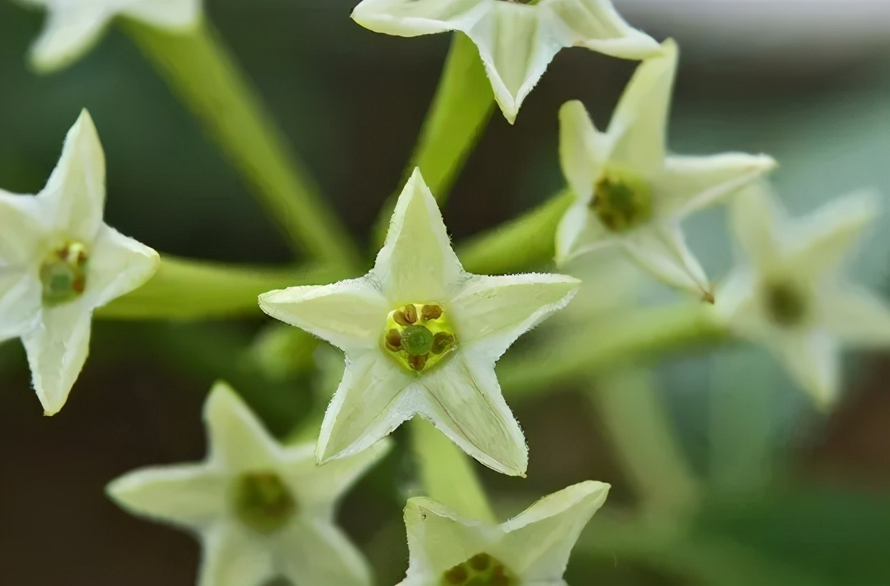 日本1亿家庭疯抢隐形蚊帐，超长待机100天，蚊子不进家门