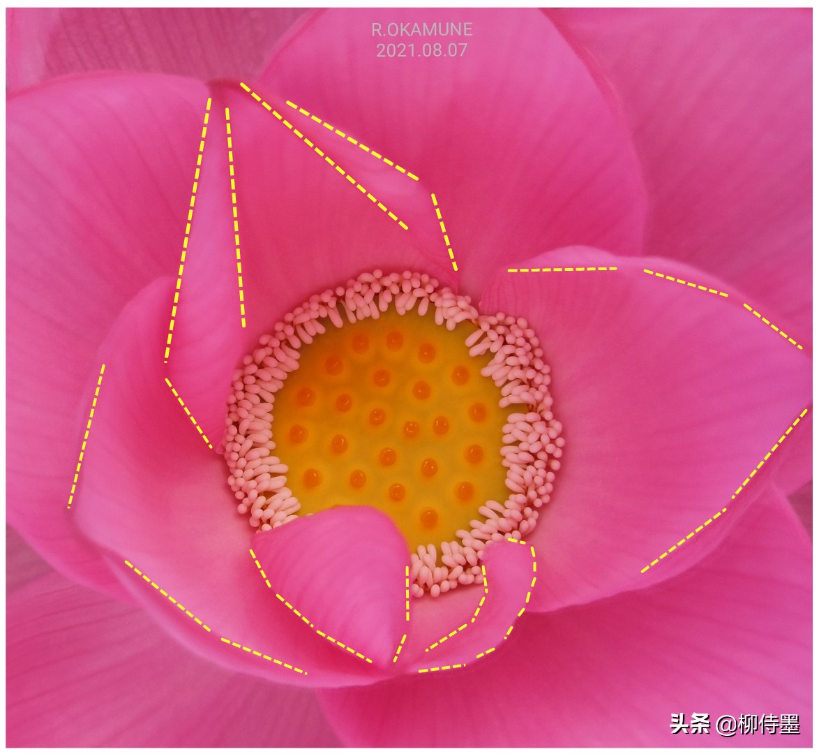 荷花怎么拍出高级感的照片航拍,荷花怎么拍出高级感的照片