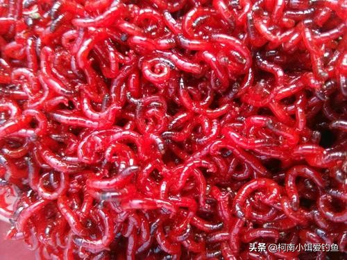 红虫伤人事件真凶,红虫事件