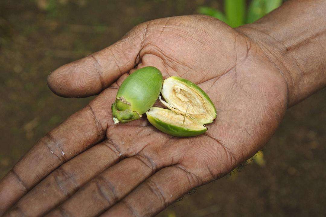 海南人吃生槟榔为什么不得口腔癌,海南嚼槟榔为什么不会得口腔癌