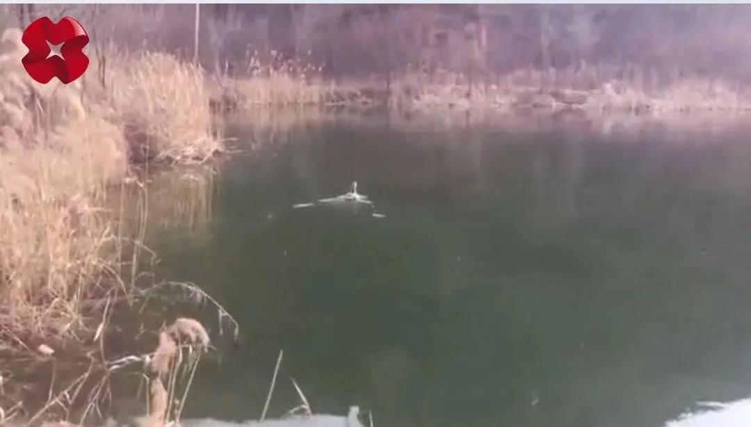 农村发现一只怪鸟,山西发现野生鸟