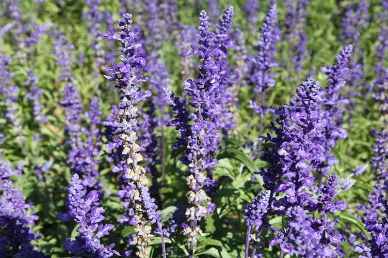 包头市新花海景点,包头最美的地方