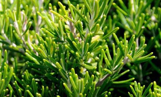 脸部螨虫多毛孔粗大,脸上螨虫毛孔粗大还能不能恢复