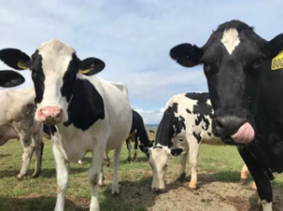 澳洲出现牛吃蛇,澳洲牛吃蛇有什么预兆