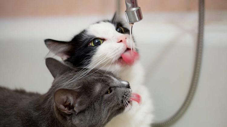 猫咪不吃东西怎么办最有效,猫咪不吃东西越来越瘦怎么办