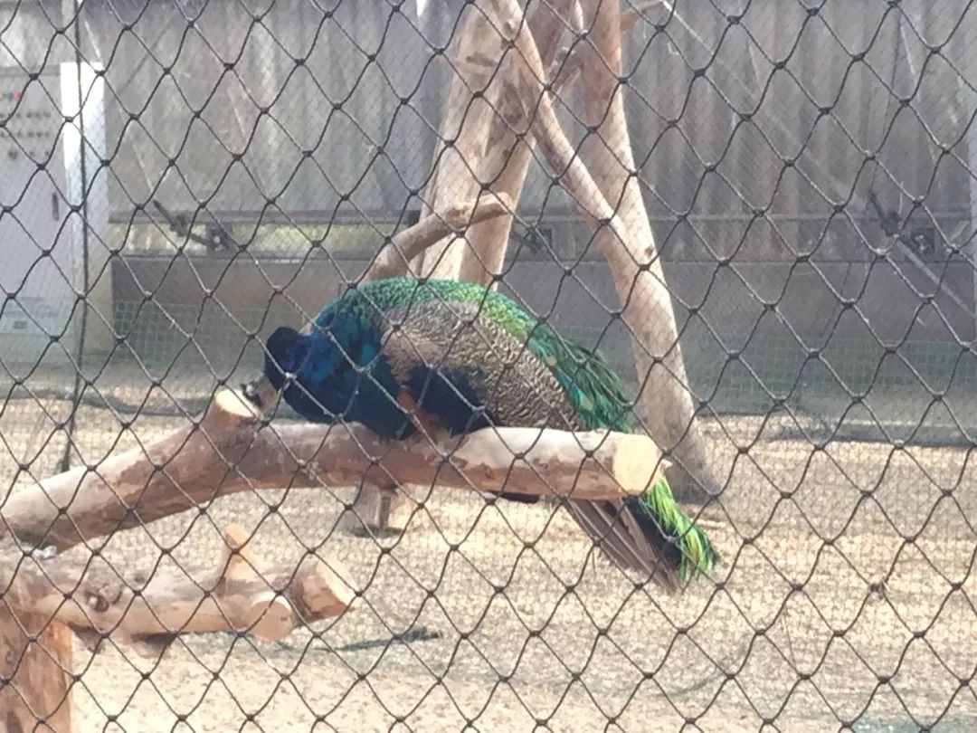 江阴嘉茂国际花鸟园,江阴嘉茂国际花鸟园什么时候再开