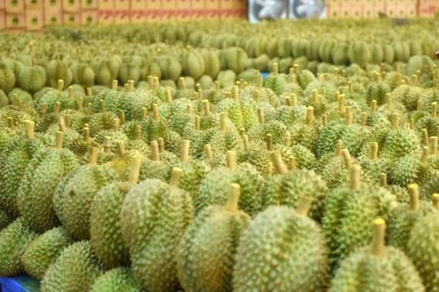 当没有了游客：威尼斯河水变清澈，武汉大学“网红”狐狸下山觅食