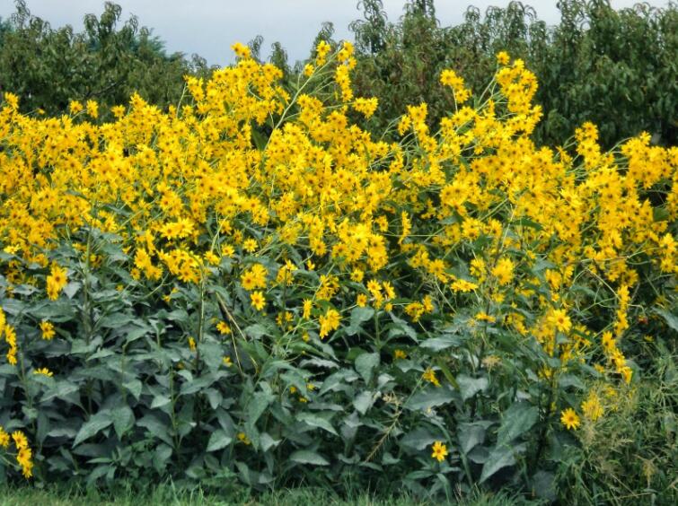 这种不结瓜子的“向日葵”，是多少人的童年回忆