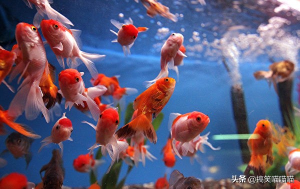 能帮助宠物饲养的各种动物,宠物家庭适合新手养的动物