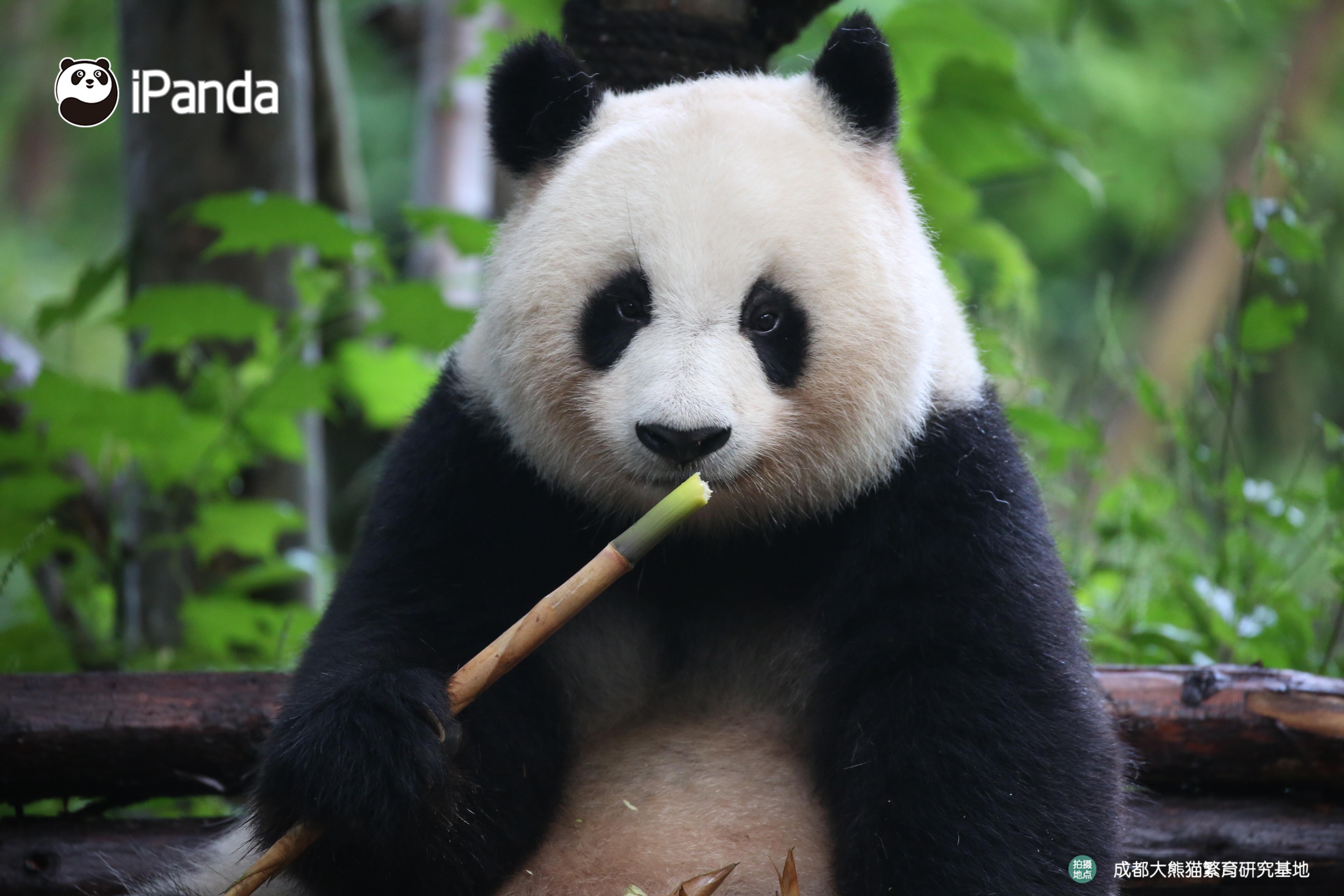 好看的熊头像,好看的熊娃娃