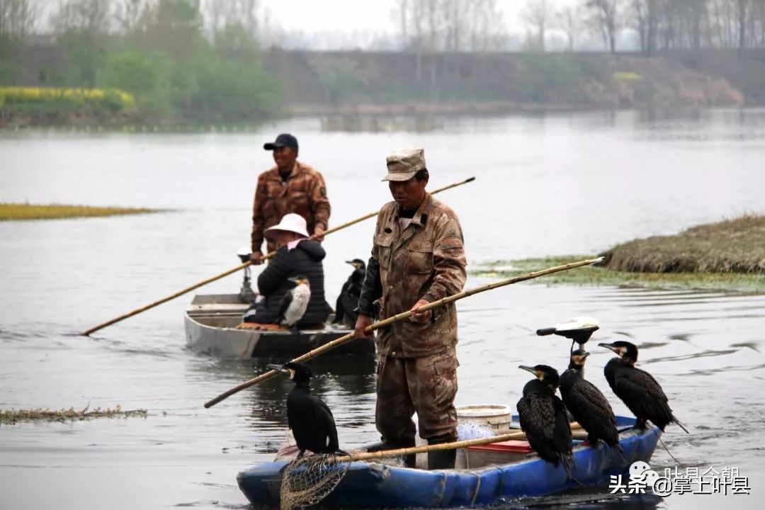 叶县这位姑娘火了！靠网络直播捕鱼，成功吸粉200多万！