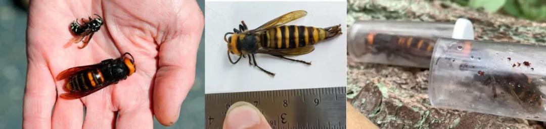 杀人蜂为什么那么可怕,杀人蜂到底有多厉害